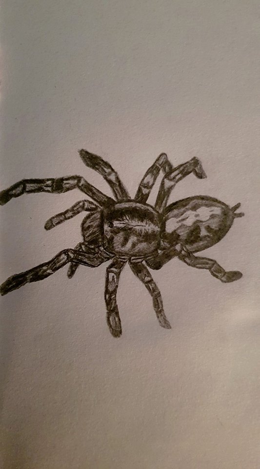Poecilotheria Metallica tattoo by JamesMark on DeviantArt
