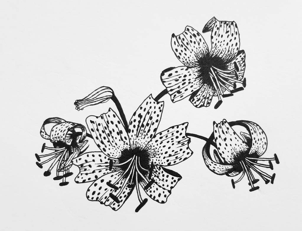 Tiger Lily (tattoo design) by JamesMark on DeviantArt