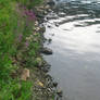 river bank