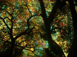 Trippy Trees