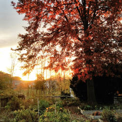 Sunset over Winchester Gardens