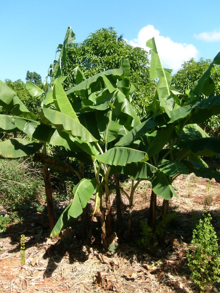 Banana trees...not chiquita's