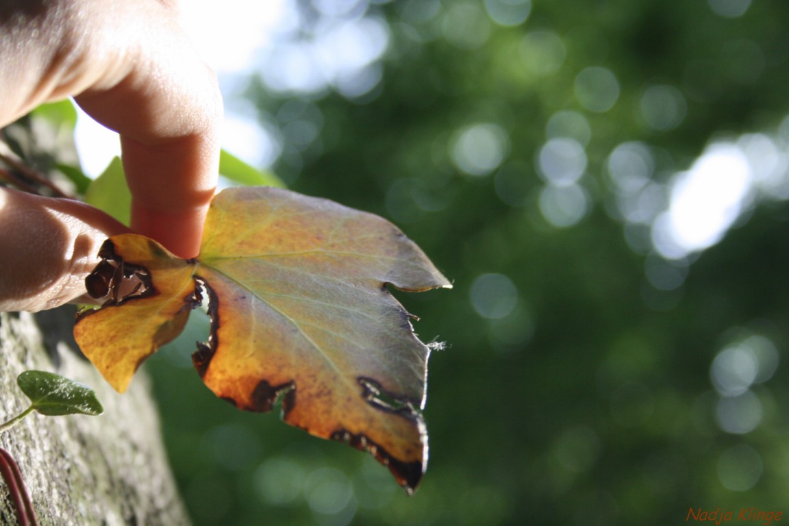 tree leaf with hand