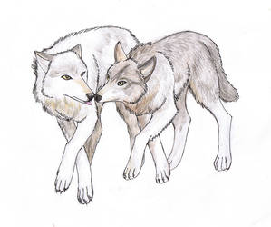 Pair of wolves