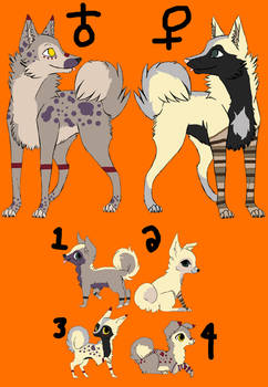 Wolf/dog adopts