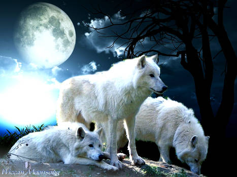 Wolf Moon