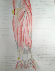 Muscles of the forearm - posterior view