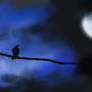 Night's Crow