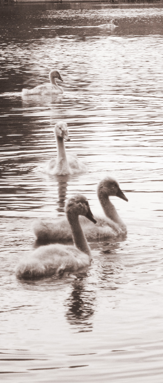 Cygnets