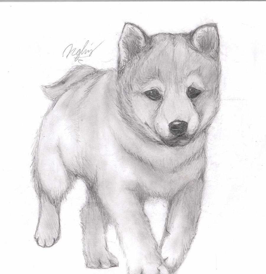 Puppy Pencil Drawing by TsukiPan on DeviantArt