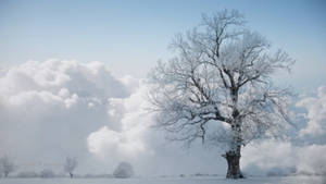 clouds and snow (winter tree)