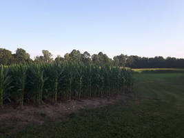 A Corn Field for a Friend