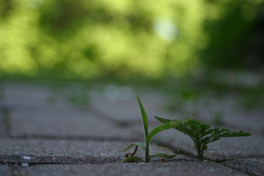 Tiny Plants