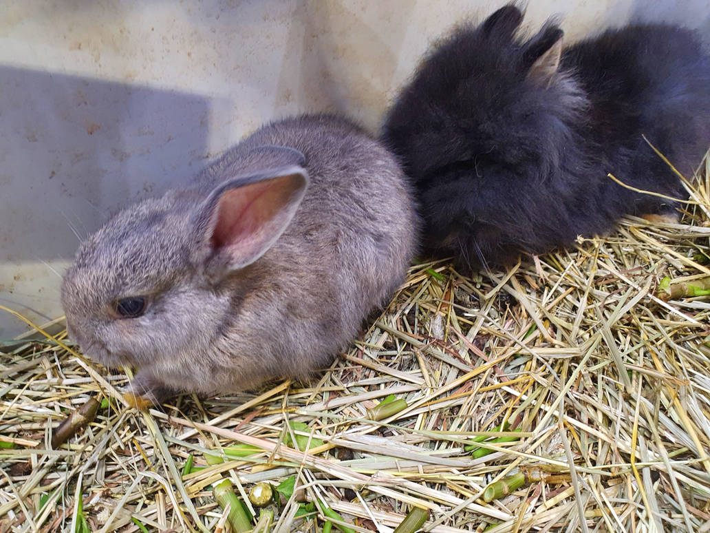 Rabbits #2 by SoftixeFannyXD on DeviantArt