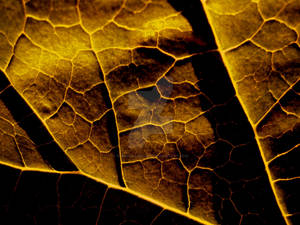 Brown leaf