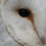 Barn Owl