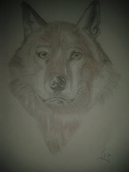 wolf