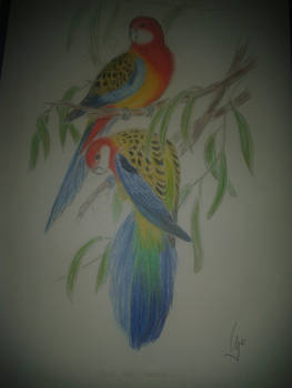 birds of rainbow