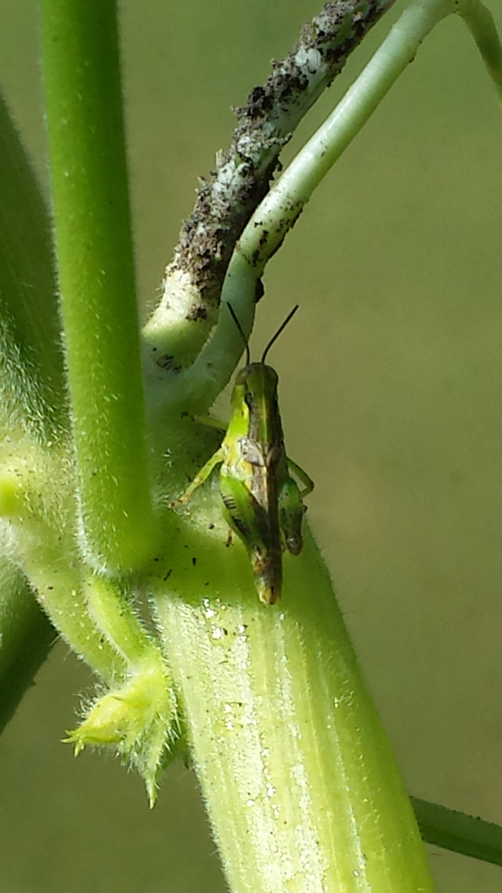 Just Chillin' On My Plant