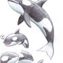 Orca