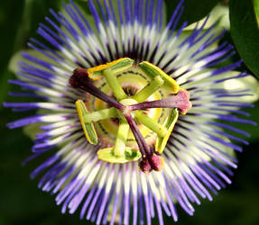 Passion flower