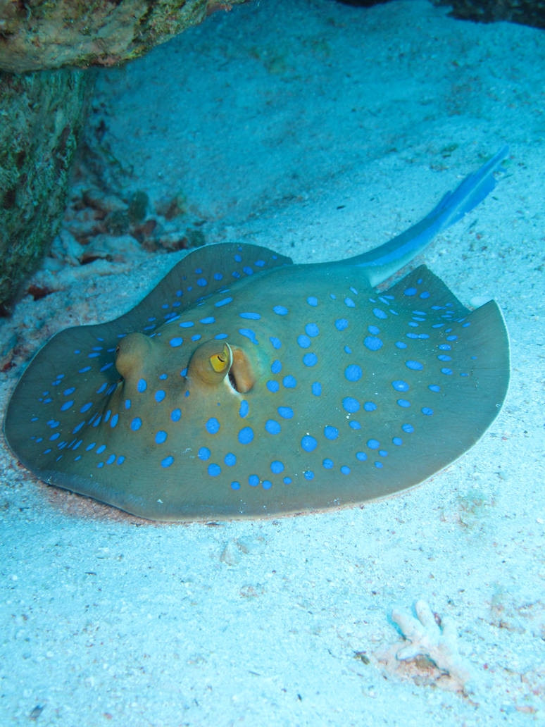 Blue spotted Stingray by Cicciobello-BoBo on DeviantArt