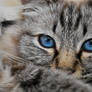 Deep Blue Eyes