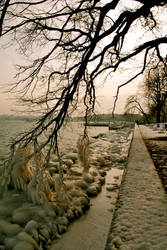 Frozen trees