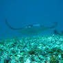 Reef Manta Ray