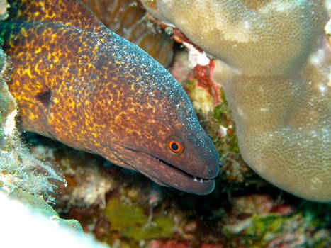 Sandy the moray eel