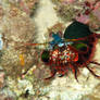 The Mantis Shrimp