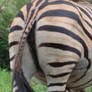 Zebra butt 2