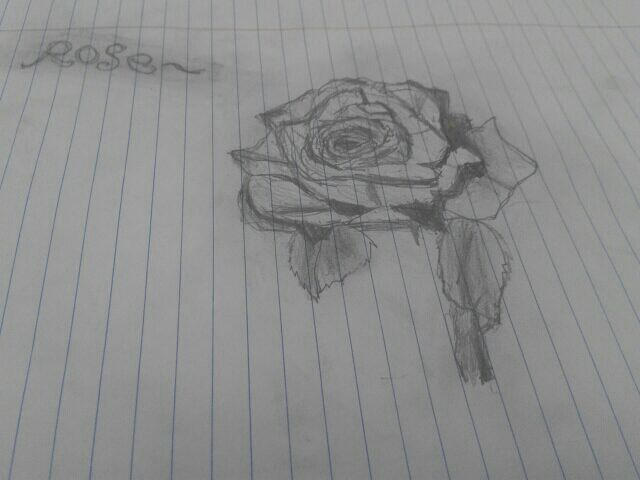 Colorless Rose The colorless rose by Bulefox on DeviantArt