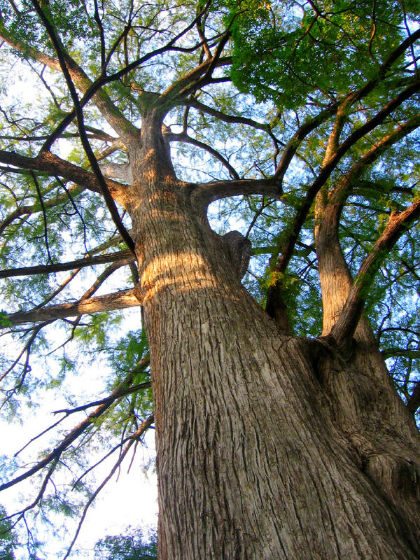Wonder Tree by ChihiroHakuEverAfter on DeviantArt