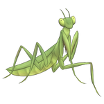 Praying Mantis by MagnarakWeb