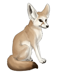 Fennec Fox