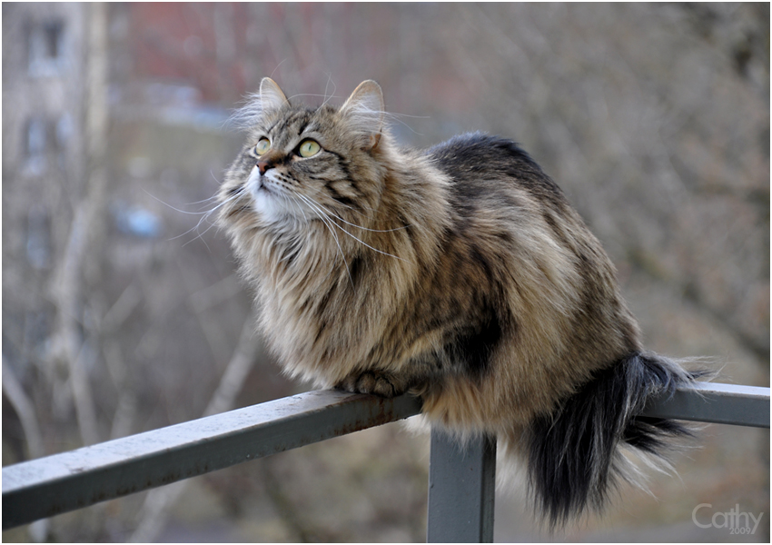 Balcony beast