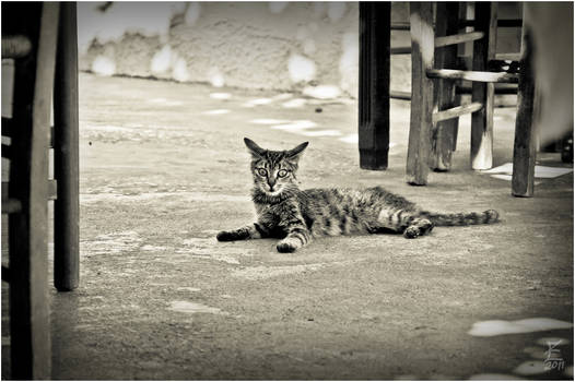 Canteen cat