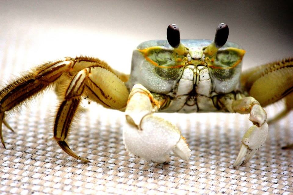 Crabby