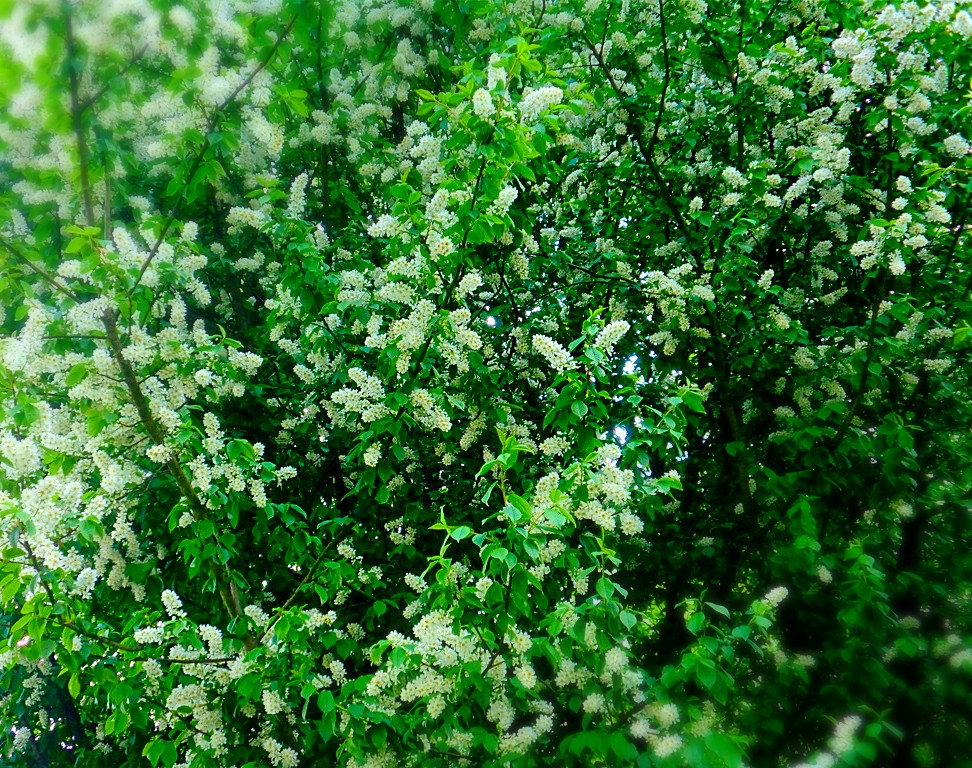 In Focus