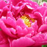 Pink Peony