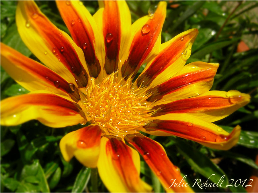 Striped Gazania