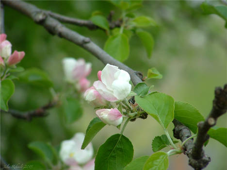 Apple Blossoms 2