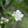Apple Blossoms 3