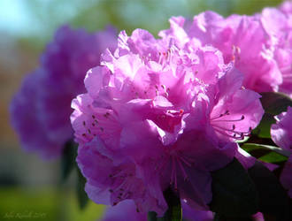 Rhododendron