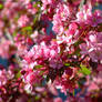 Pink Apple Blossoms