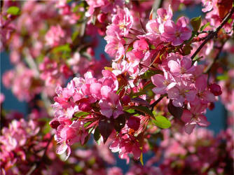 Pink Apple Blossoms