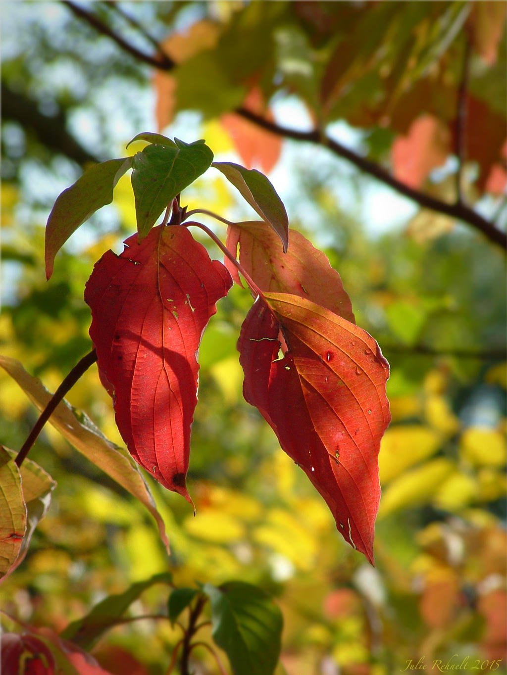 Autumn's Breath