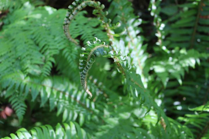 Ferns