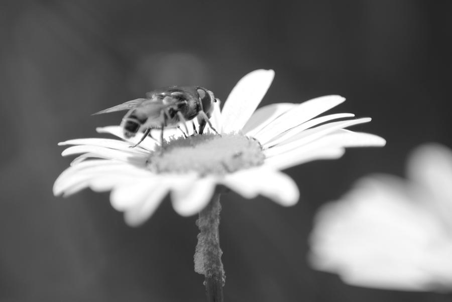 black and white bumble bee